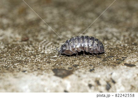 オカダンゴムシ 82242558