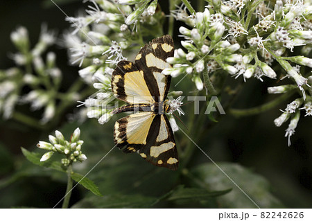 キンモンガ 82242626