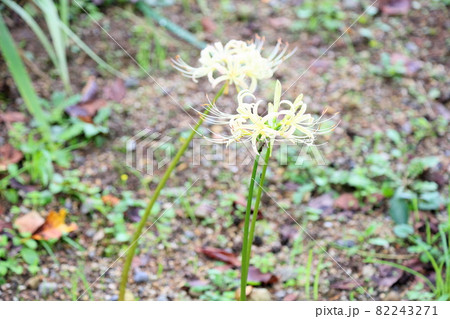 白色ヒガンバナの花 82243271