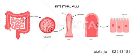 Intestinal villi concept 82243485