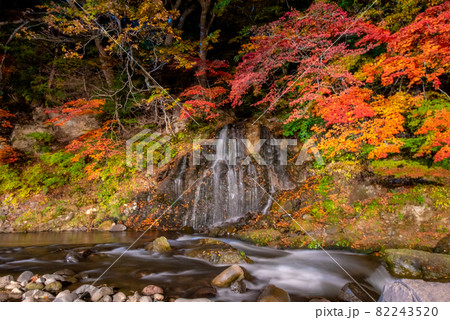 夜の紅葉狩り 夜の紅葉狩り 82243520