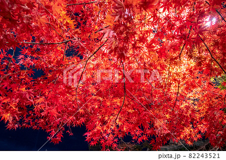 夜の紅葉狩り 82243521