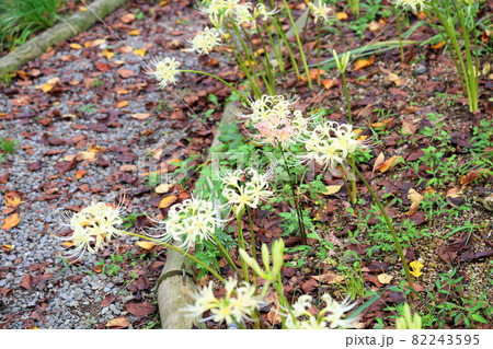 白色ヒガンバナの花 白色ヒガンバナの花 82243595