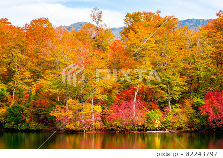 鎌池の紅葉 鎌池の紅葉 82243797