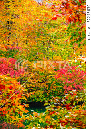 鎌池の紅葉 82243830