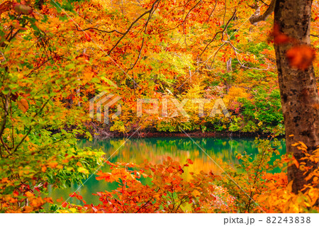 鎌池の紅葉 鎌池の紅葉 82243838