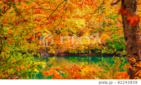 鎌池の紅葉 82243839
