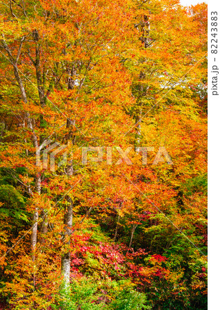 鎌池の紅葉 鎌池の紅葉 82243883