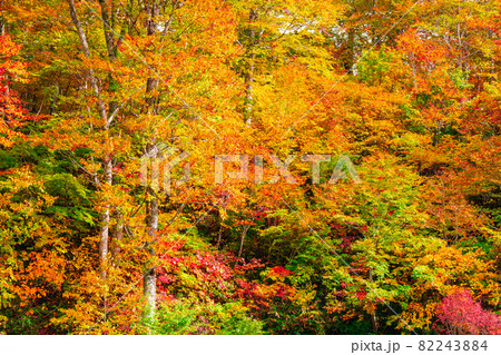 鎌池の紅葉 鎌池の紅葉 82243884