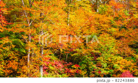 鎌池の紅葉 82243886