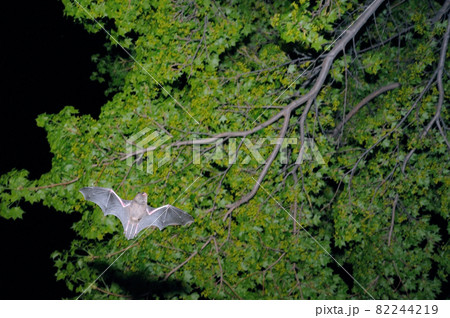 森の中を飛翔するキタクビワコウモリ(北海道・知床) 森の中を飛翔するキタクビワコウモリ(北海道・知床) 82244219
