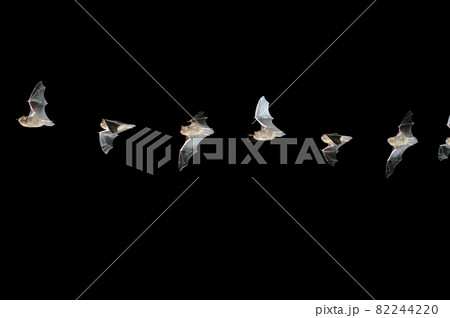 飛翔するキタクビワコウモリの連続撮影(北海道・知床) 飛翔するキタクビワコウモリの連続撮影(北海道・知床) 82244220