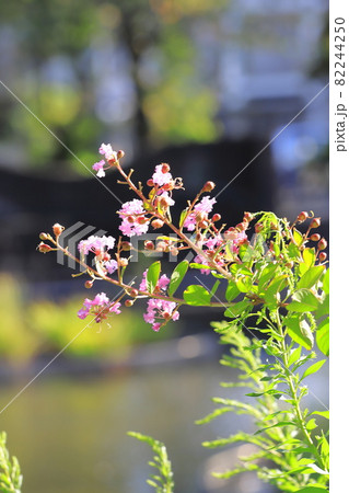 ピンク色のサルスベリ 花と実 ピンク色のサルスベリ 花と実 82244250