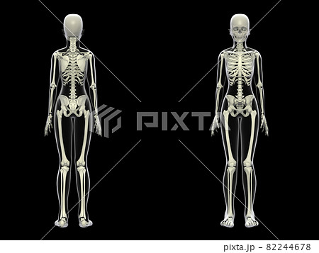 人体骨格　女性　骨　スケルトンCG　人間　体 82244678