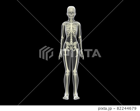 人体骨格 女性 骨 スケルトンcg 人間 体のイラスト素材