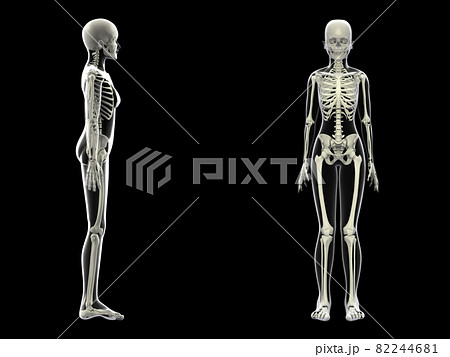 人体骨格　女性　骨　スケルトンCG　人間　体 82244681