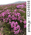 芝桜 82244698