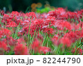 雨上がりの彼岸花 82244790