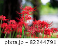 彼岸花 82244791