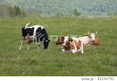 Red and black and white cows graze in a meadow with fresh grass and flowers. Horizontal photo Red and black and white cows graze in a meadow with fresh grass and flowers. Horizontal photo 82244792
