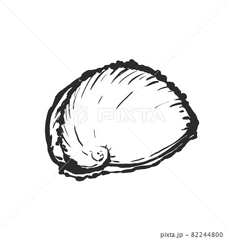 アワビの手描き筆絵風イラスト 82244800