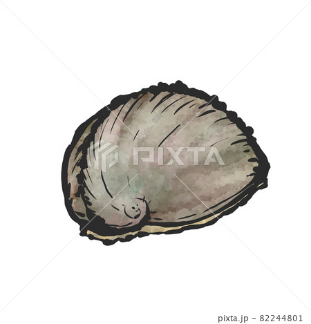 アワビの手描き筆絵風イラスト 82244801