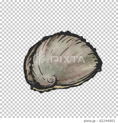 アワビの手描き筆絵風イラスト 82244801