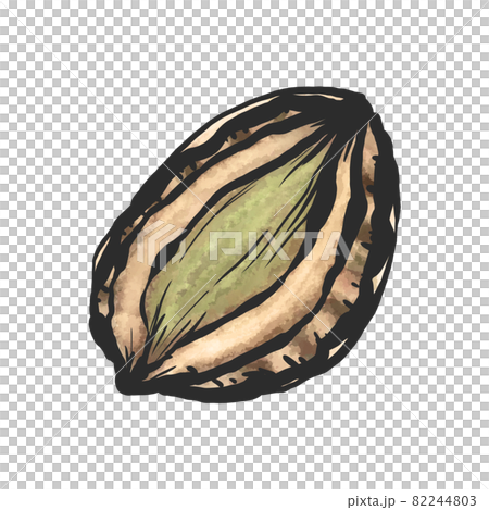 鮑魚手繪毛筆繪畫風格插畫 82244803