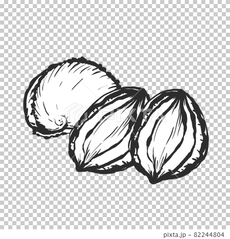 鮑魚手繪毛筆繪畫風格插畫 82244804