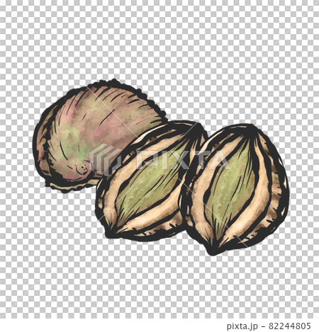 鮑魚手繪毛筆繪畫風格插畫 鮑魚手繪毛筆繪畫風格插畫 82244805