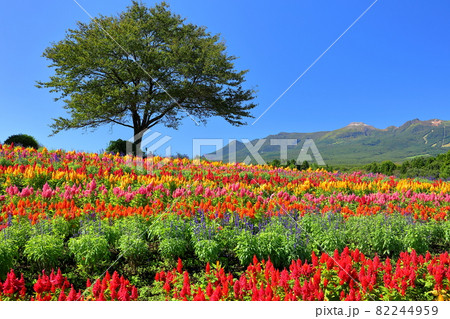 栃木県那須郡那須町 那須フラワーワールド 色とりどりのケイトウと丘の上の木と那須岳 栃木県那須郡那須町 那須フラワーワールド 色とりどりのケイトウと丘の上の木と那須岳 82244959