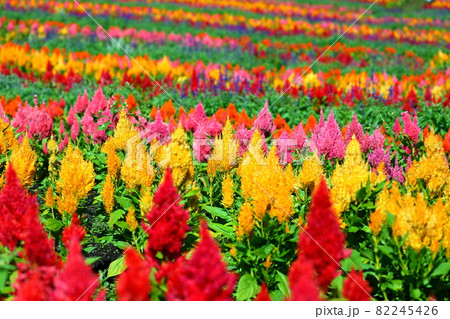 栃木県那須郡那須町　那須フラワーワールド　絨毯のように咲く色とりどりのケイトウ 82245426