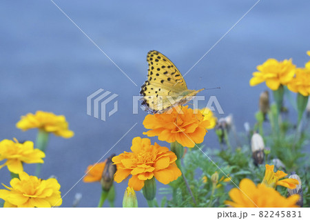 秋のマリーゴールドの花とヒョウモンチョウ 秋のマリーゴールドの花とヒョウモンチョウ 82245831