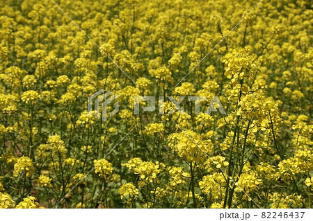 菜の花 菜の花 82246437