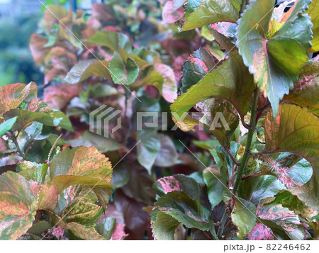 Greenery background of nature plant and leaf 82246462
