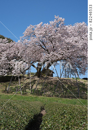 茶畑の新緑に映える納戸料の百年桜 82246533