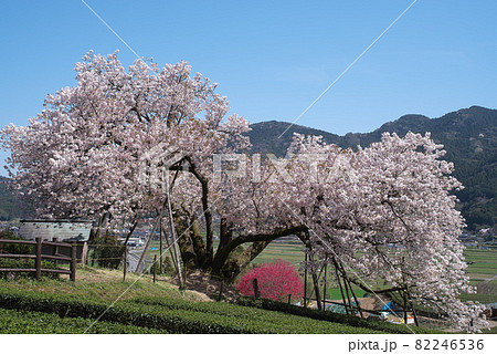 春爛漫満開の納戸料の百年桜 春爛漫満開の納戸料の百年桜 82246536