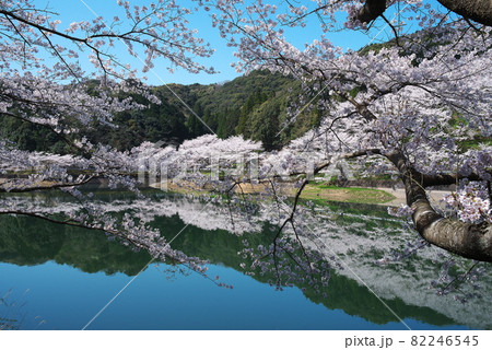 ダム湖の周り一杯に咲く満開の桜 82246545