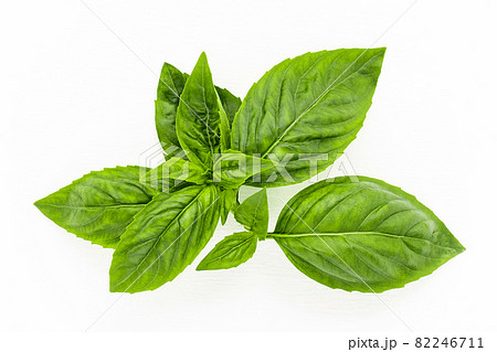 Fresh sweet basil leaves isolated on white background. Isolated of italian basil leaf . 82246711
