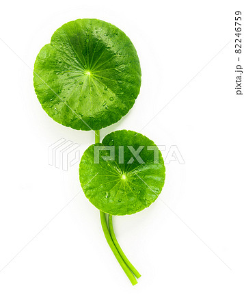 Centella asiatica leaves isolated on white background. Centella asiatica leaves isolated on white background. 82246759
