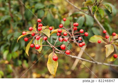 赤い実のなる木の写真素材