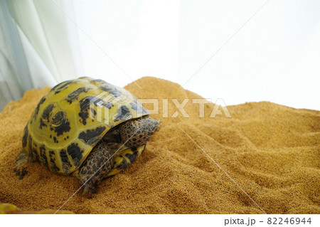 ロシアリクガメ 室内飼育 ログ子5 ロシアリクガメ 室内飼育 ログ子5 82246944