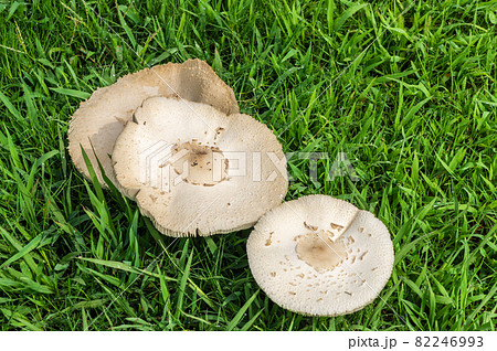 草原に生える大きなキノコ オオシロカラカサタケの写真素材