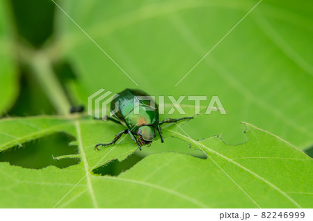 コガネムシ 82246999