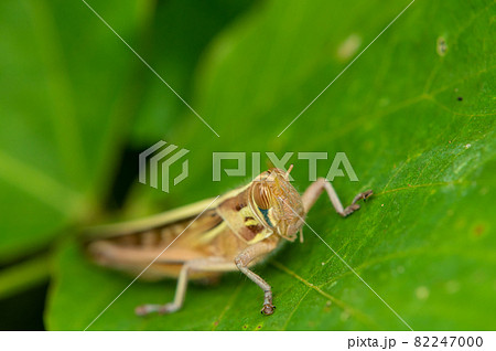 ツチイナゴ 82247000