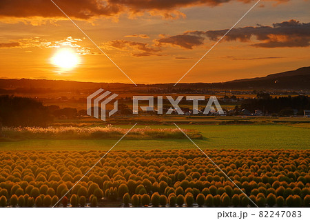 福島県耶麻郡猪苗代町大字川桁　リステルパーク内にある猪苗代ハーブ園のコキア畑と夕焼け 82247083