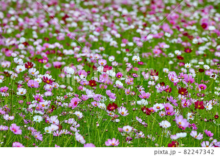 コスモス 野生の花 花 82247342