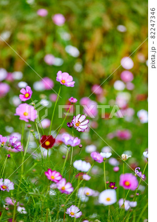 コスモス 野生の花 花 82247346