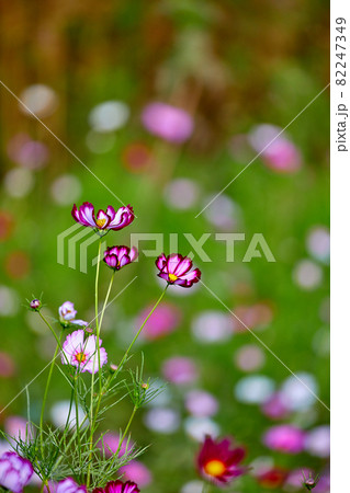 コスモス 野生の花 花 82247349