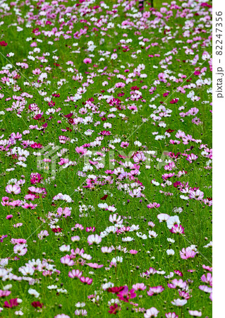 コスモス 野生の花 花 82247356
